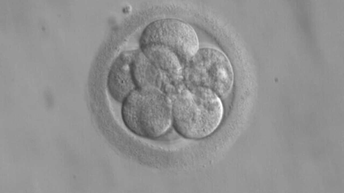 Immagine di Produrre embrioni umani sintetici non è come bere un bicchiere d’acqua