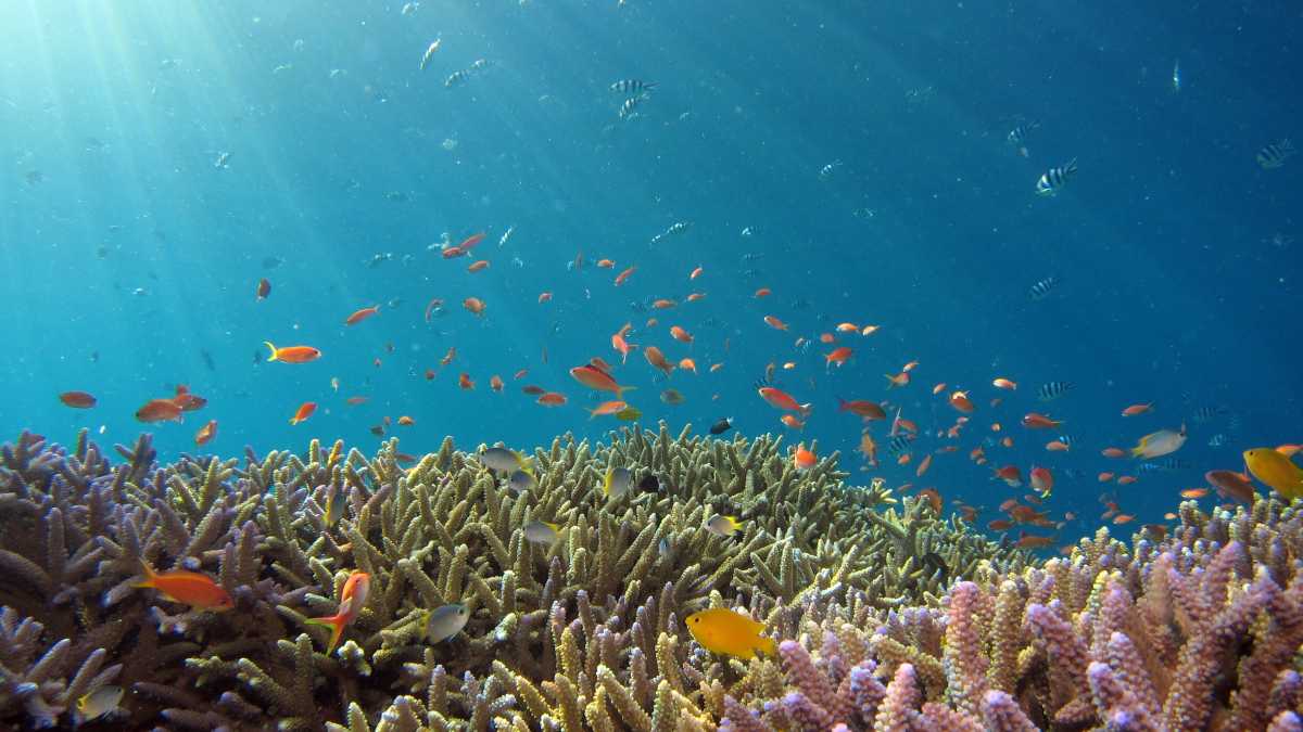 Immagine di La signora degli oceani, tornano i saggi di Rachel Carson