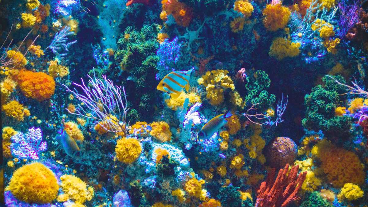 Immagine di L'importanza di proteggere la biodiversità