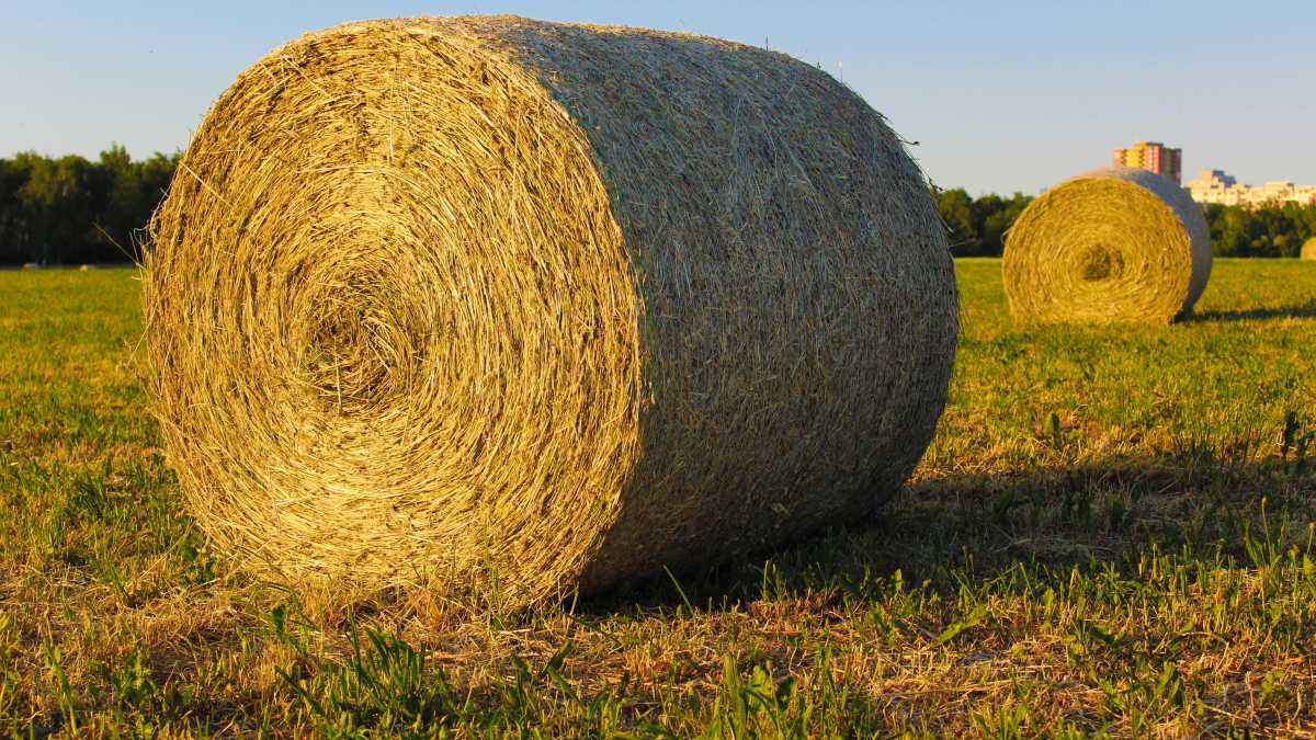 Immagine di L'Unesco oramai è poco più che una burletta