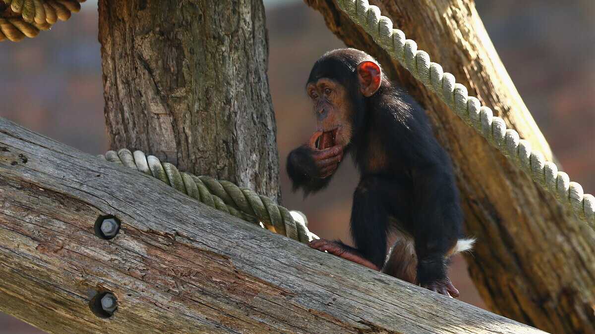 Immagine di Così il cannibalismo ha condizionato l’evoluzione della specie umana