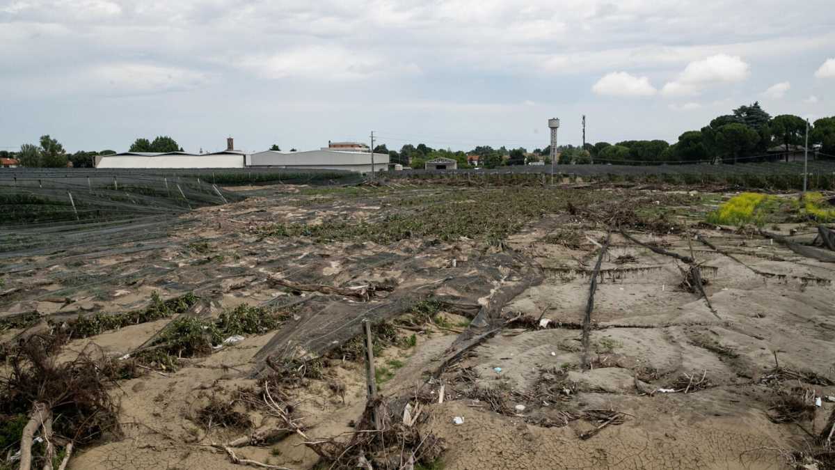 Immagine di "In Romagna l’uomo ha tradito sé stesso, non la natura”. Parla Maurizio Maggiani