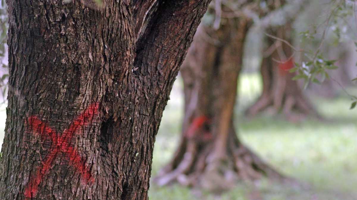 Immagine di La Xylella e il Salento. Il racconto meravigliosamente fattuale di Daniele Rielli