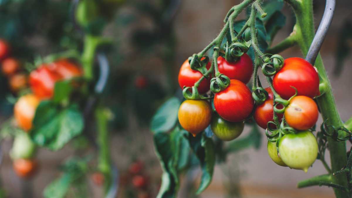 Immagine di Niente più pomodori, solo pomodorini, e non si capisce come un uomo possa comprarli