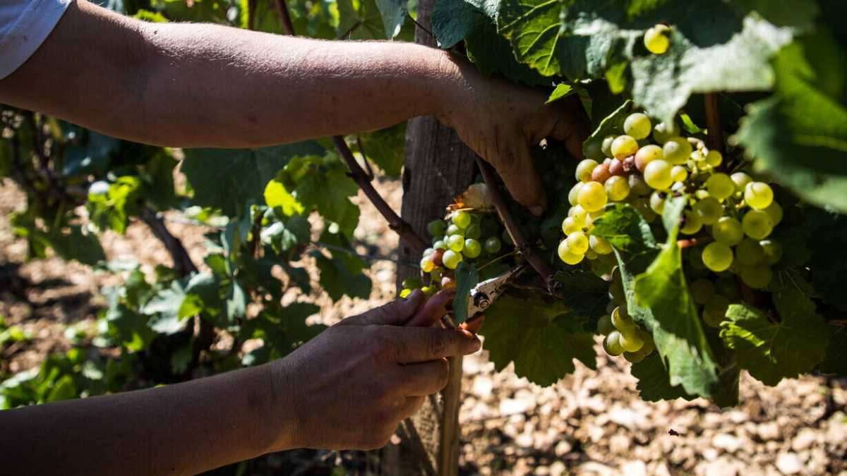 Immagine di Con le piogge tornano i parassiti. Ma l'odio per gli Ogm blocca le possibili soluzioni