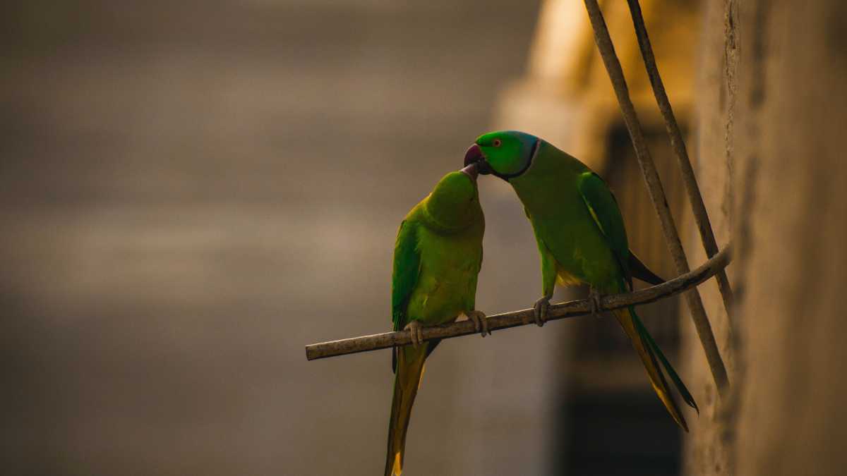Immagine di Anche gli uccelli divorziano. Solo l'uomo crede ancora nella monogamia