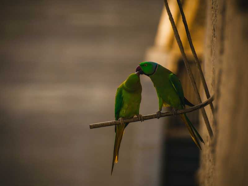 (foto di manikant verma su Unsplash)&nbsp;<br />
