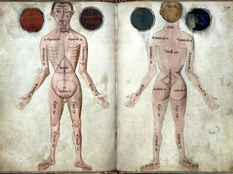 Un manoscritto inglese con un disegno anatomico (Wellcome Library, London / Wikimedia)&nbsp;<br />