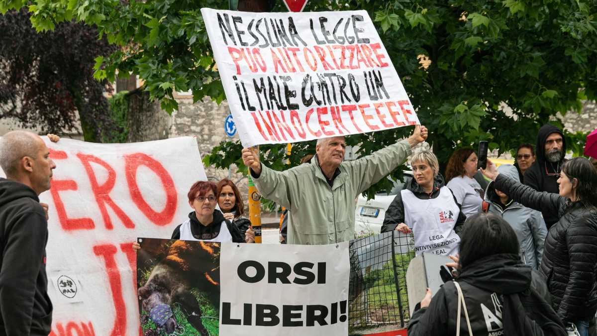 Immagine di Gli orsi JJ4 e MJ5 non saranno abbattuti. Il Consiglio di stato dà ragione agli animalisti