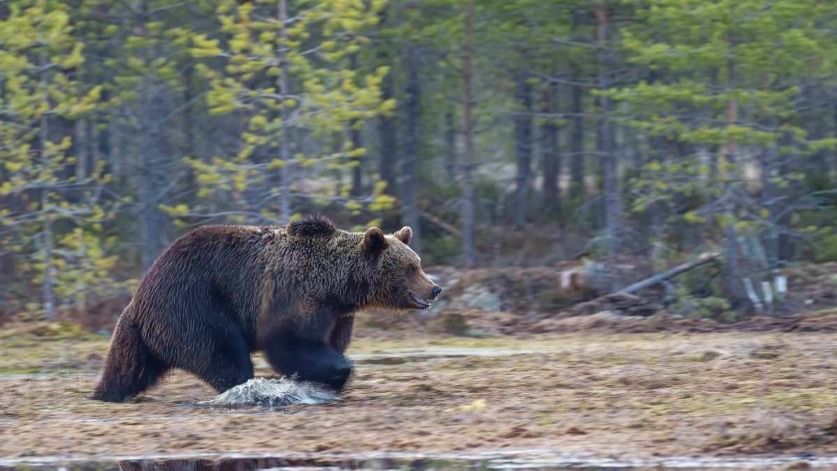 Immagine di Un (altro) orso ha aggredito due uomini in Trentino