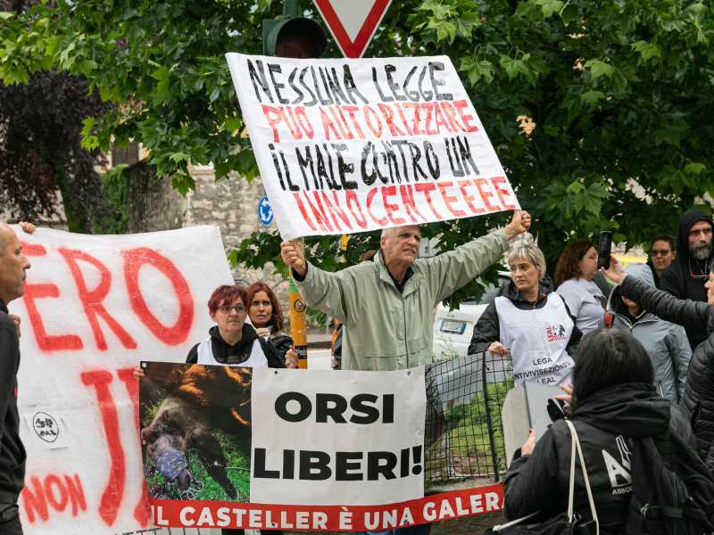 Gli orsi JJ4 e MJ5 non saranno abbattuti. Il Consiglio di stato dà ragione agli animalisti