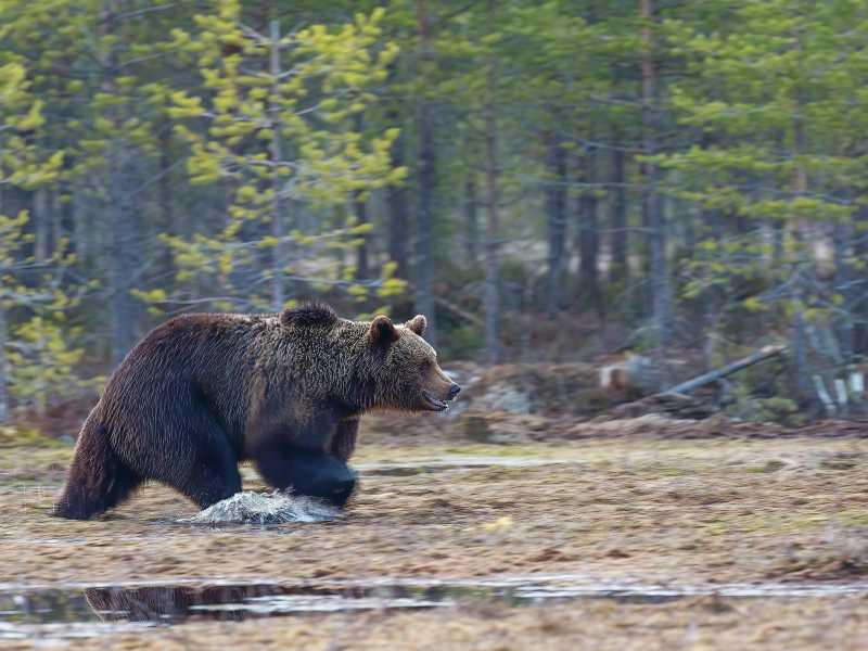 Un (altro) orso ha aggredito due uomini in Trentino