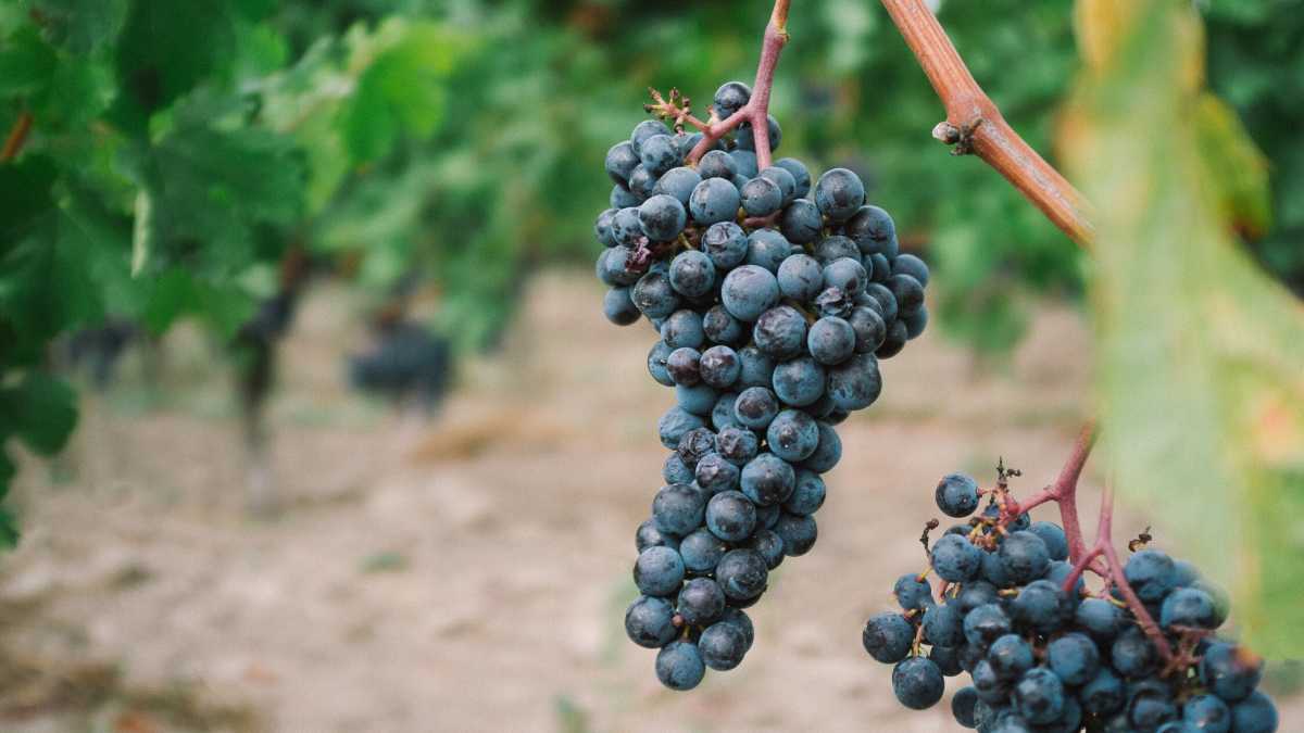 Immagine di I vignaioli fedeli del dio bio ora chiedono più contributi per via della peronospera
