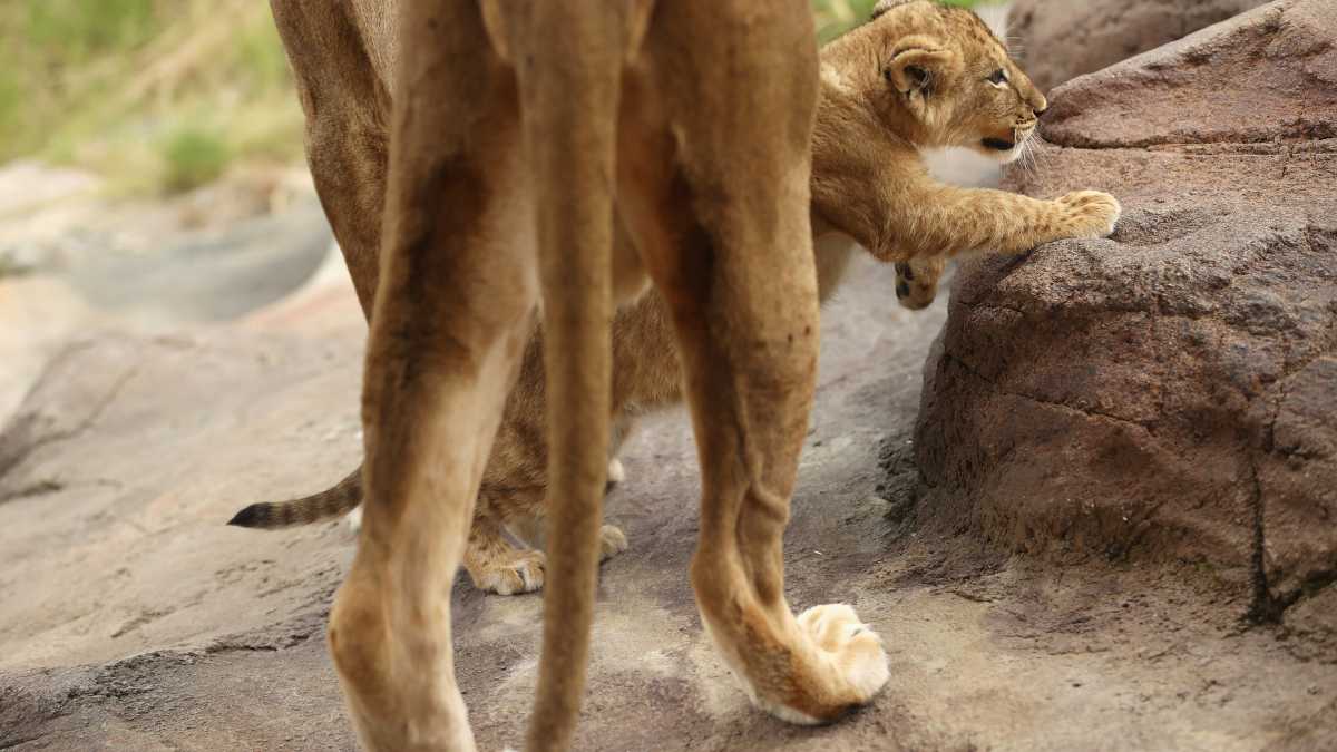 Immagine di Un malinteso da risolvere: così la selezione naturale agisce sull'evoluzione