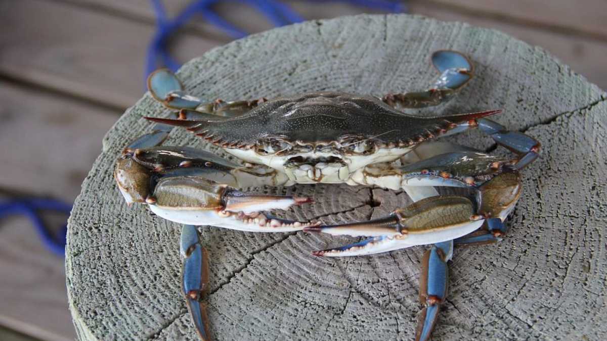 Immagine di Siccome le masse non mangiano più granchi, serve il decreto legge per incentivarne la pesca