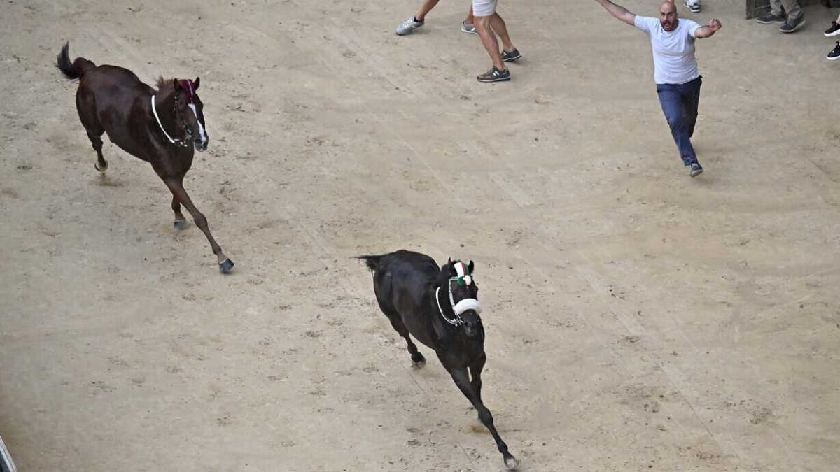 Immagine di Il Palio dei somari scossi