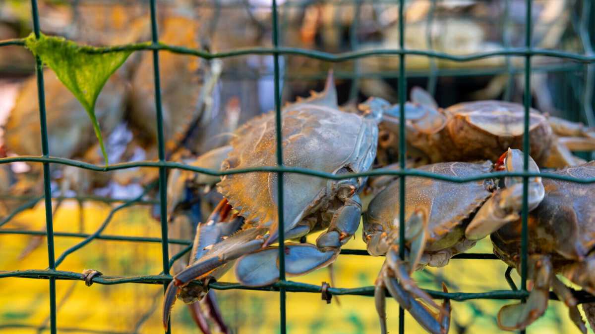 Immagine di Che fatica cucinare il granchio. Il governo dia un "bonus Estrattore" ai cuochi