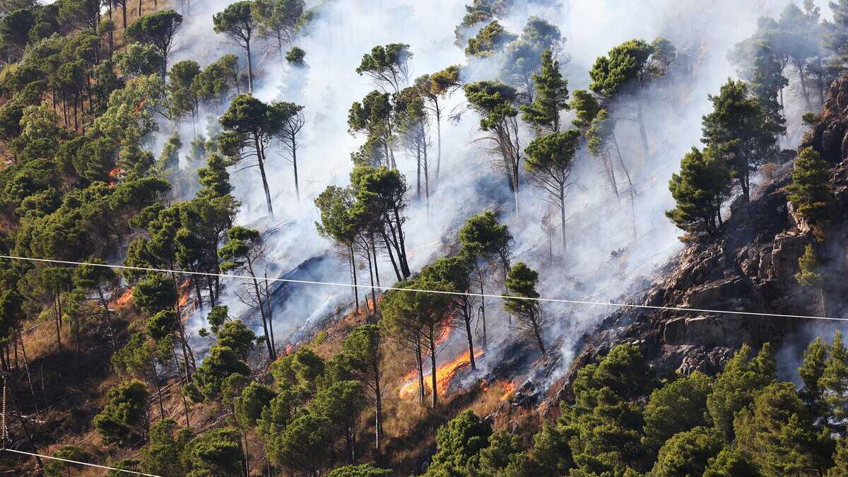 Immagine di Gli incendi si possono prevenire. Il caso Calabria