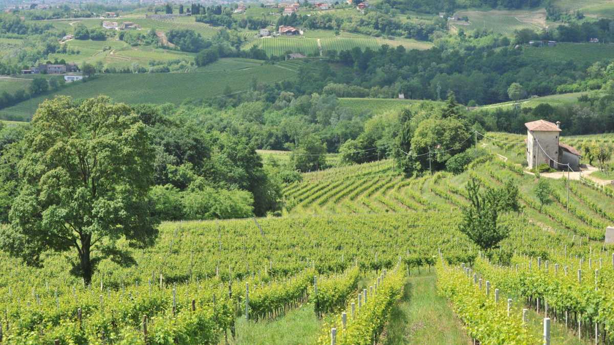 Immagine di Vignaioli santi e martiri