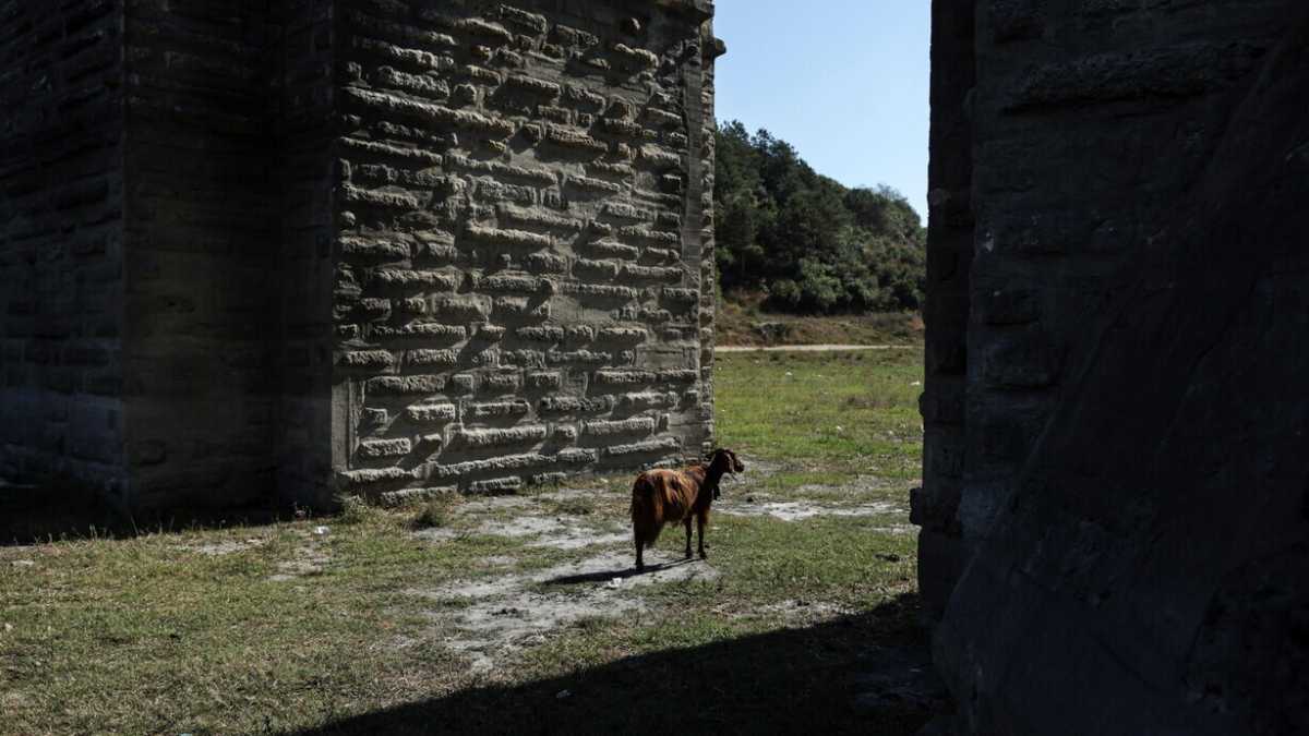 Immagine di Quel filo che unisce la capretta uccisa ad Anagni e lo stupro del branco di Palermo