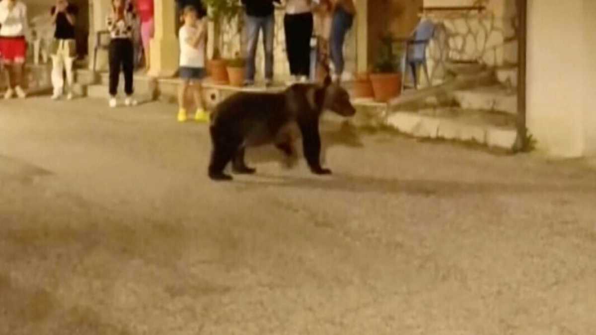 Immagine di Gli orsi piacciono per il loro aspetto puccioso, ma sono più pericolosi e violenti dei lupi