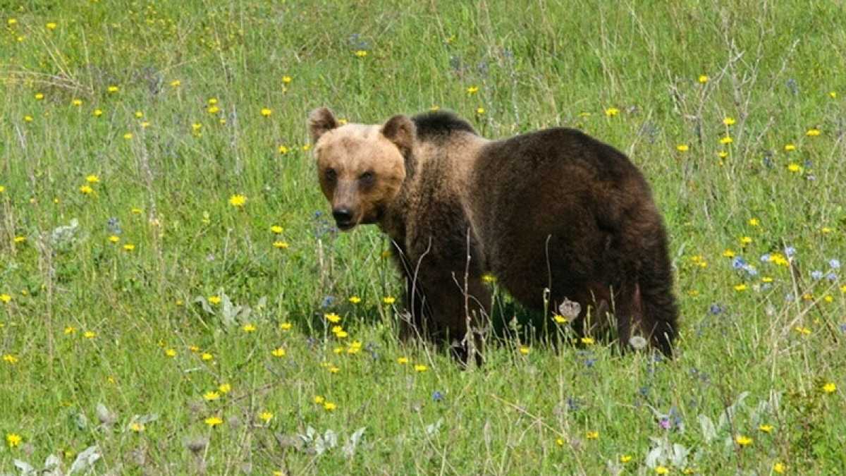 Immagine di L’ultima follia forcaiola: il reato di uccisione di orso marsicano