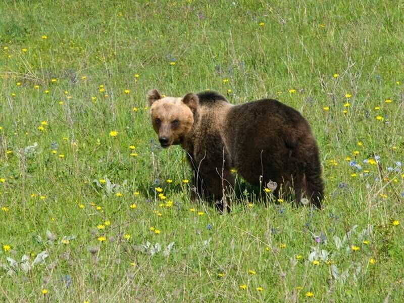 L’ultima follia forcaiola: il reato di uccisione di orso marsicano