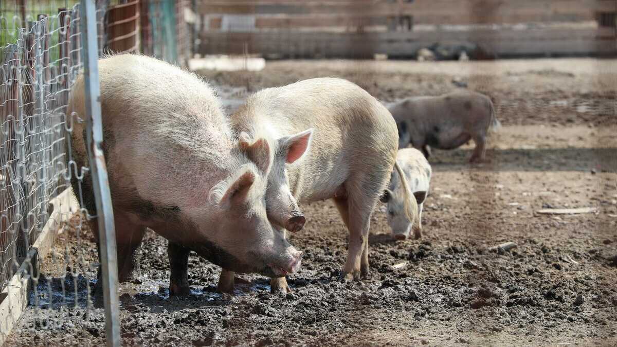 Immagine di Tutti i dubbi sullo sviluppo di embrioni misti
