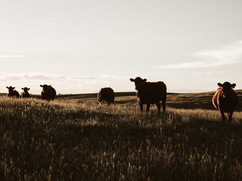 (foto di Priscilla Du Preez su Unsplash)<br />