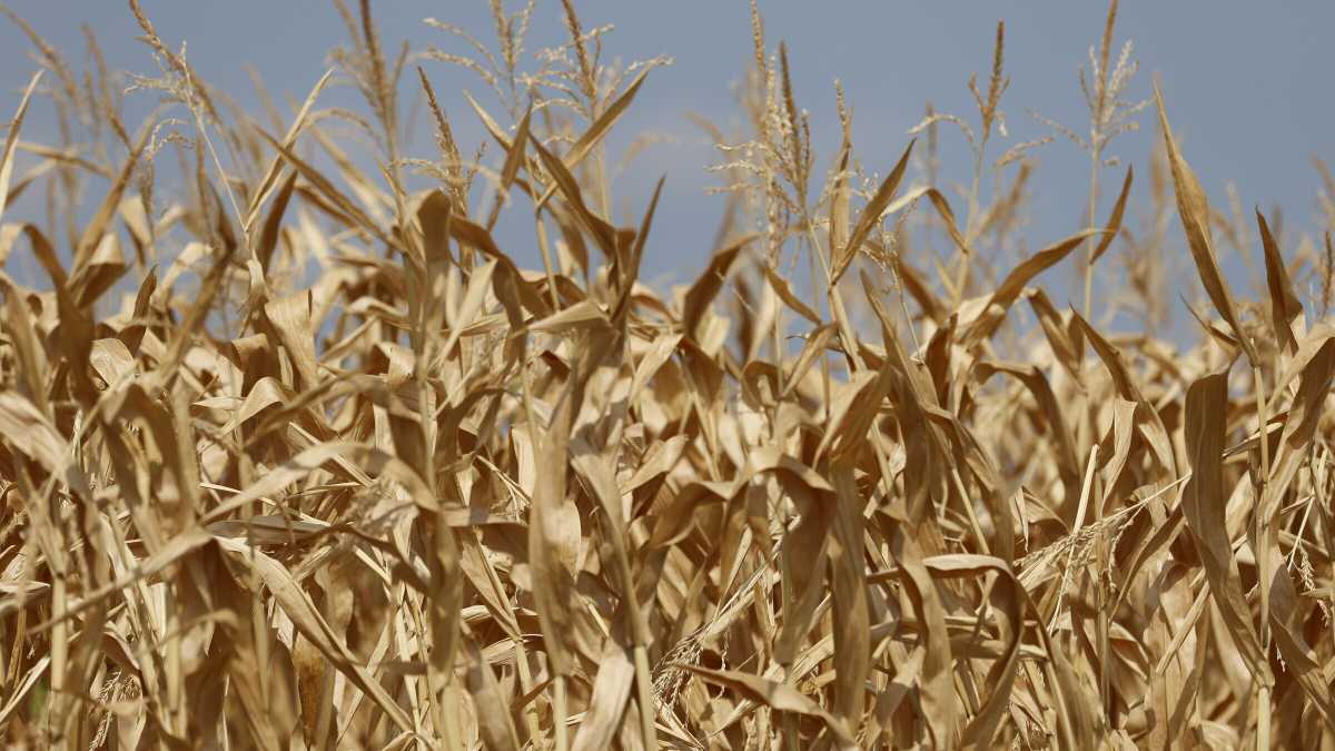 Immagine di La natura agisce come gli ingegneri genetici: pezzi di Dna viaggiano fra specie diverse di continuo