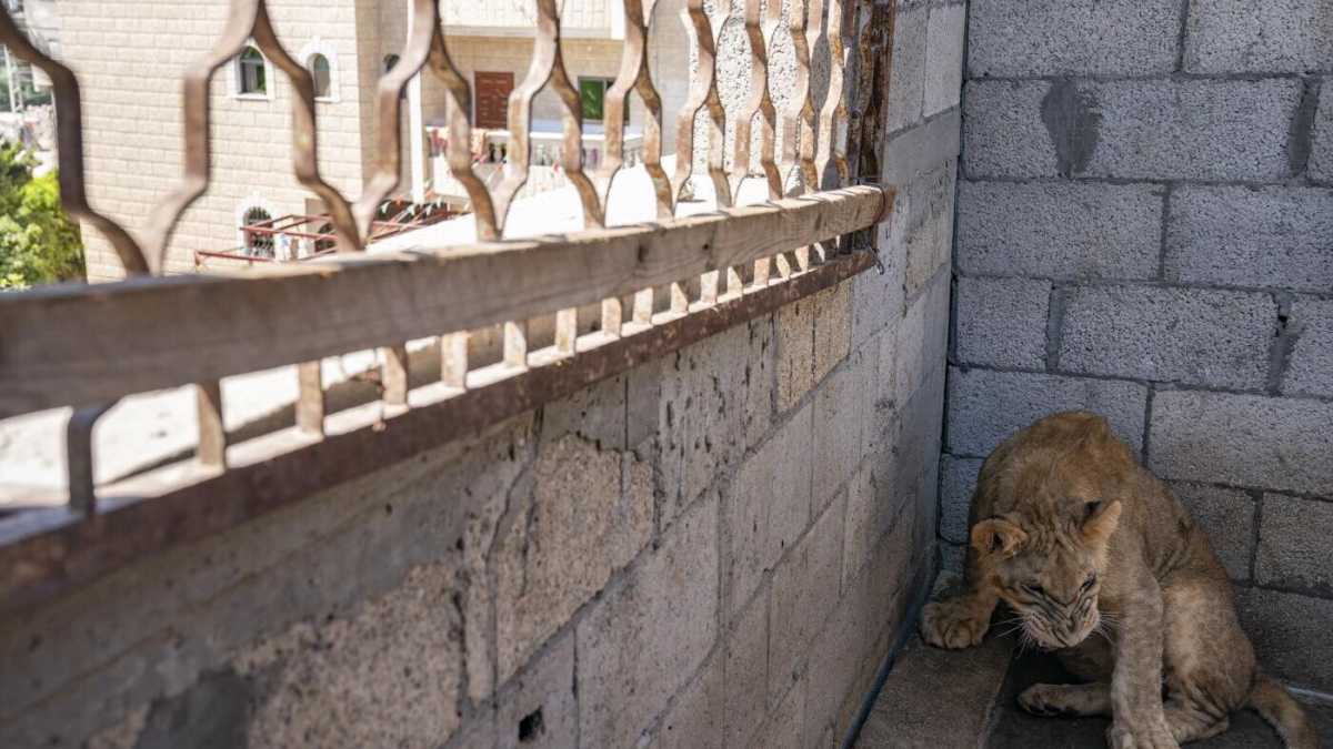 Immagine di Ricordi di Gaza