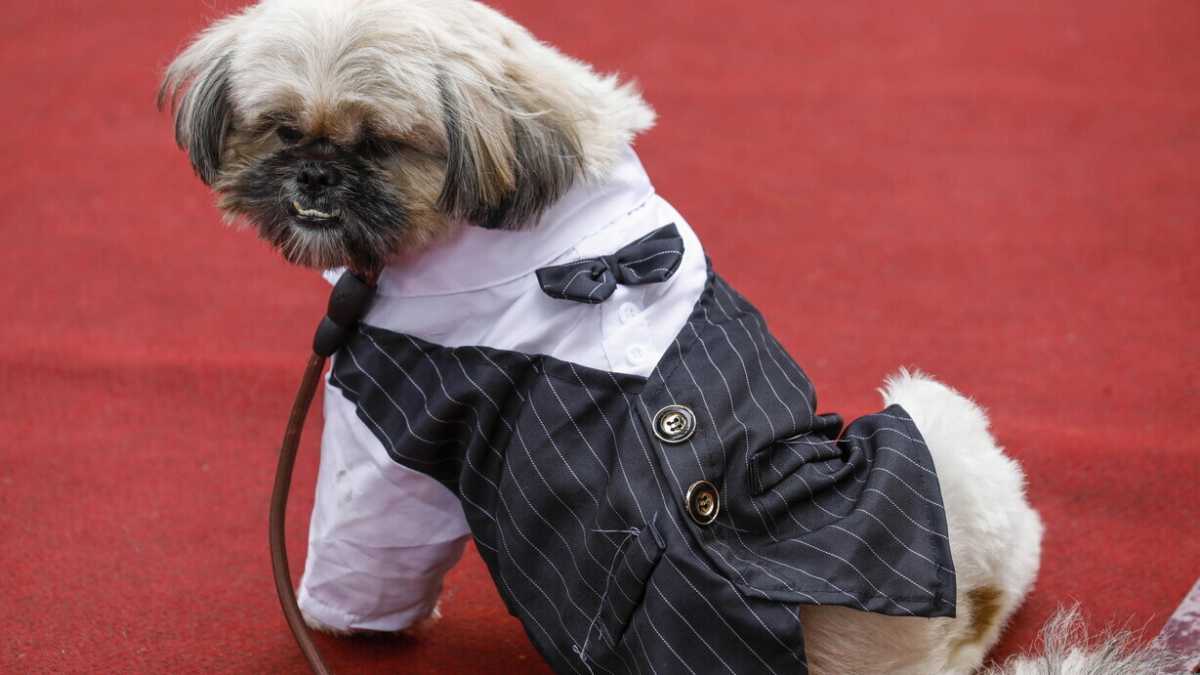 Immagine di Quando il cane diventa il padrone