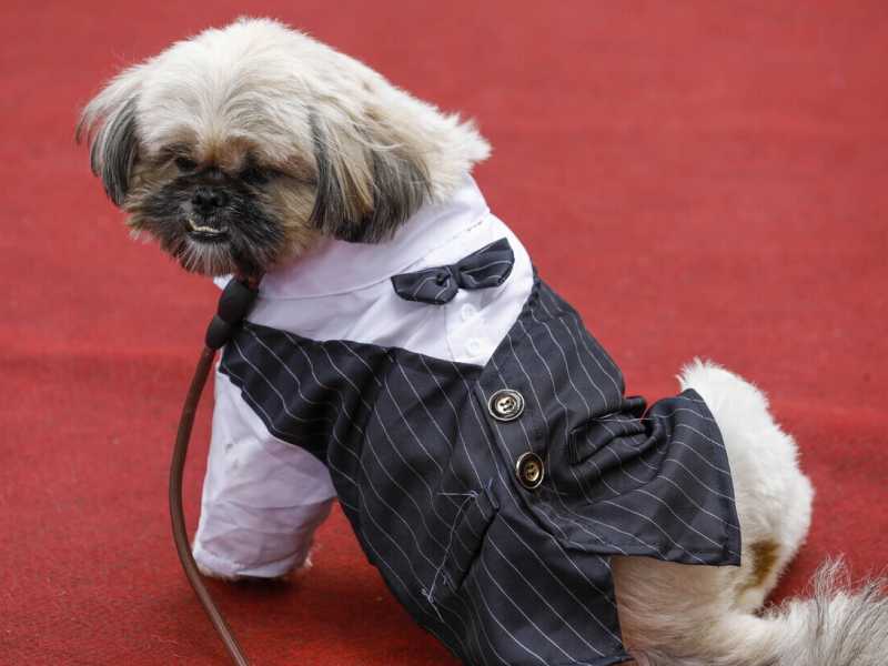 Quando il cane diventa il padrone