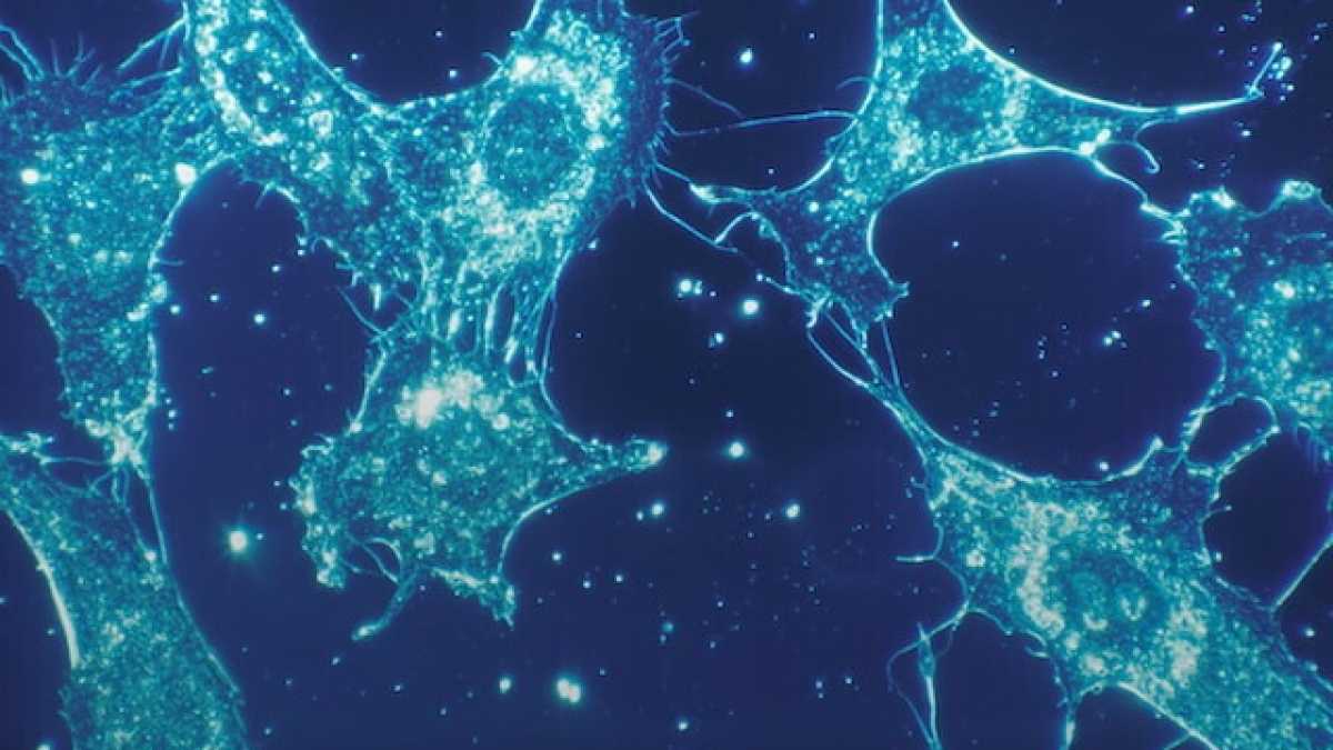Immagine di Tra vita e morte cellulare: il meccanismo che controlla cosa siamo, da 1,8 miliardi di anni