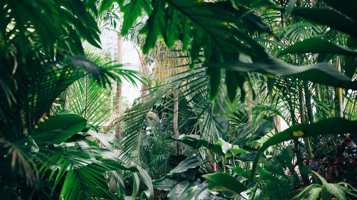 Immagine di Il “naso” delle piante. Così le specie vegetali comunicano tra loro