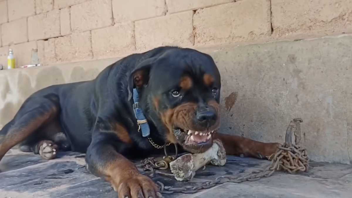 Immagine di Non gli bastava azzannarci, ora i rottweiler ci precipitano in testa