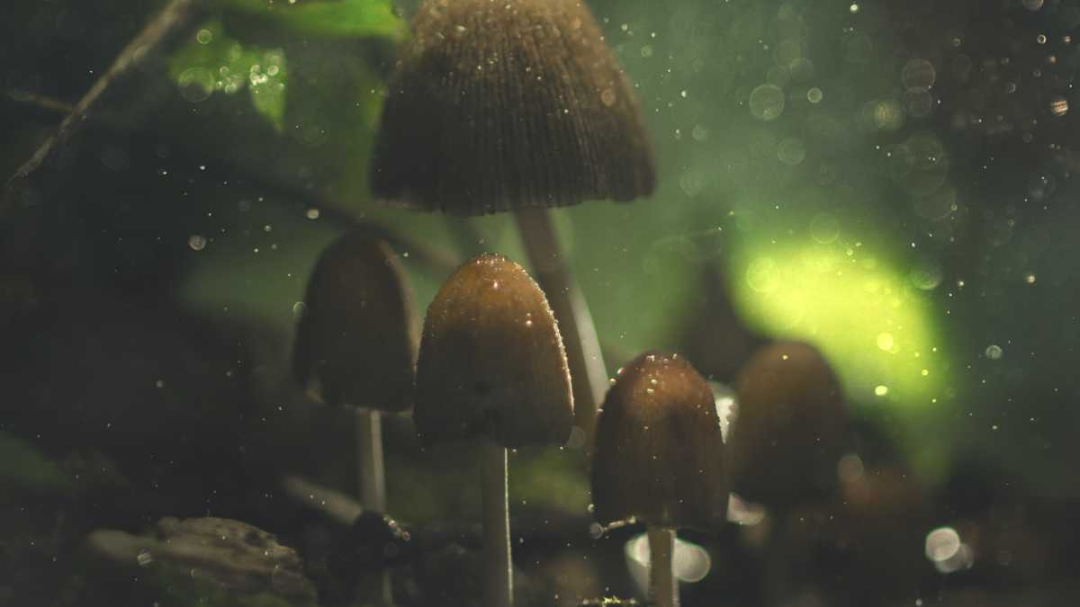 Immagine di Funghi e sfiati