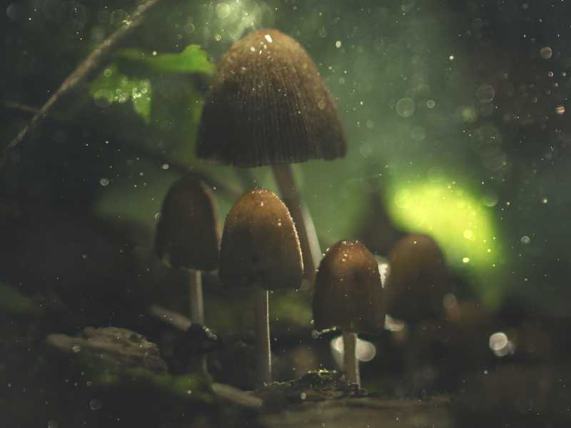 Funghi e sfiati