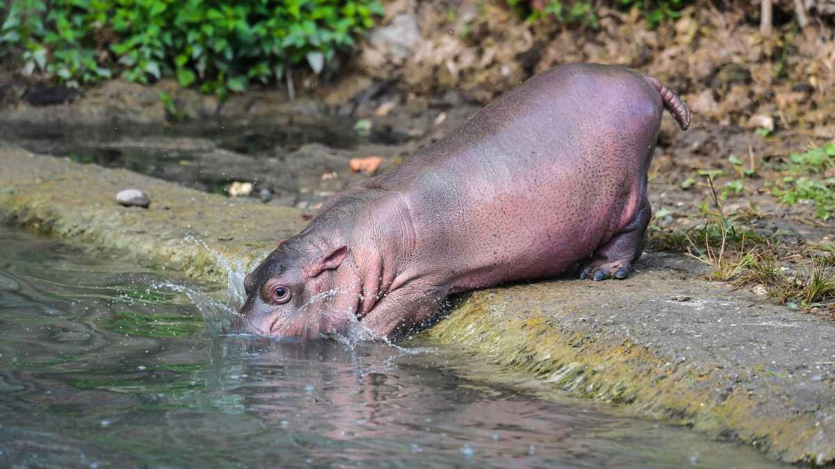 Immagine di Stare con gli ippopotami di Escobar