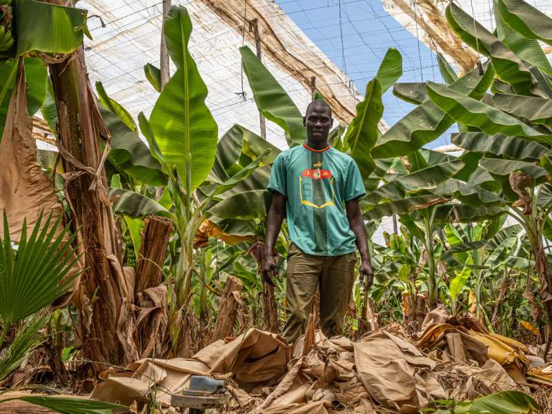 Ousmane Djom in una delle tante serre che circondano la campagna di Ait Amira, a sud di Agadir (Foto di Marco Simoncelli)<br />