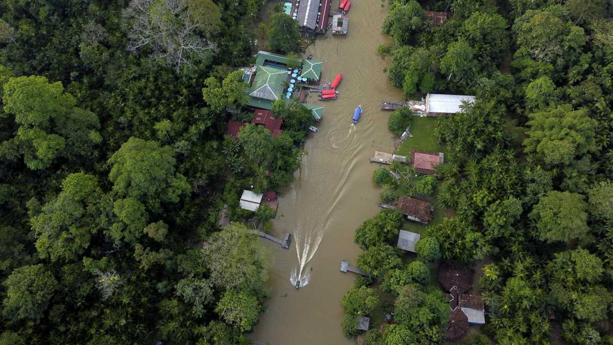 Immagine di Tra aquile arpie e formiche di fuoco, certi luoghi sono fatti per rimanere in disordine. Come l’Amazzonia