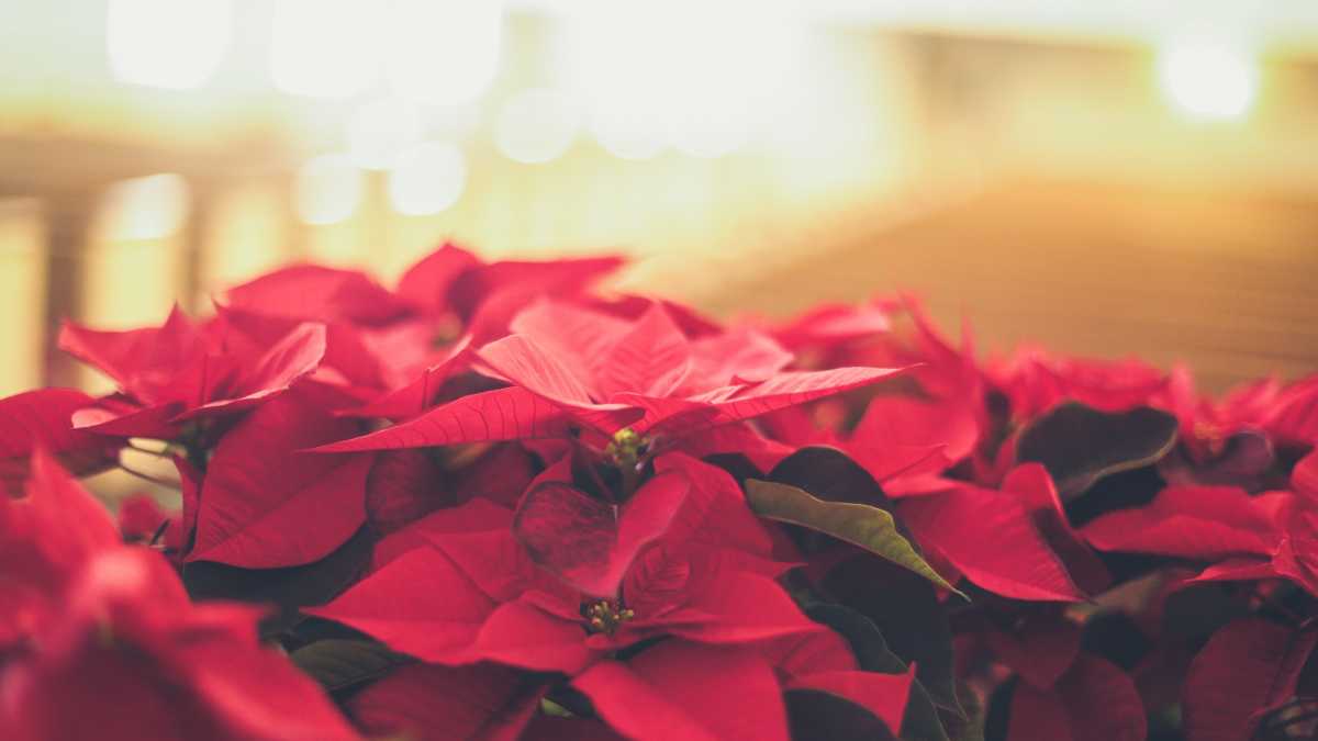 Immagine di Come far morire una Stella di Natale e perché