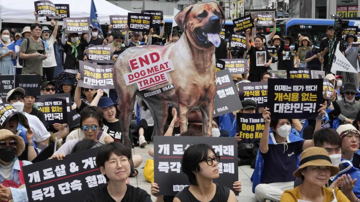 Immagine di La Corea del sud vieta la carne di cane, ed è una notizia anche politica