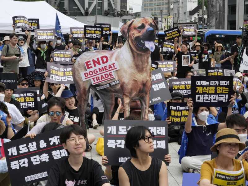 La Corea del sud vieta la carne di cane, ed è una notizia anche politica