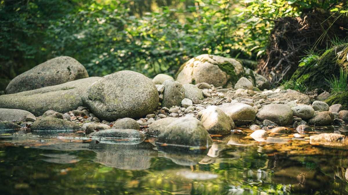 Immagine di Il non troppo pulito laghetto dell'obitorio