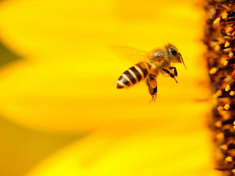 (foto di Boris Smokrovic su Unsplash)<br />