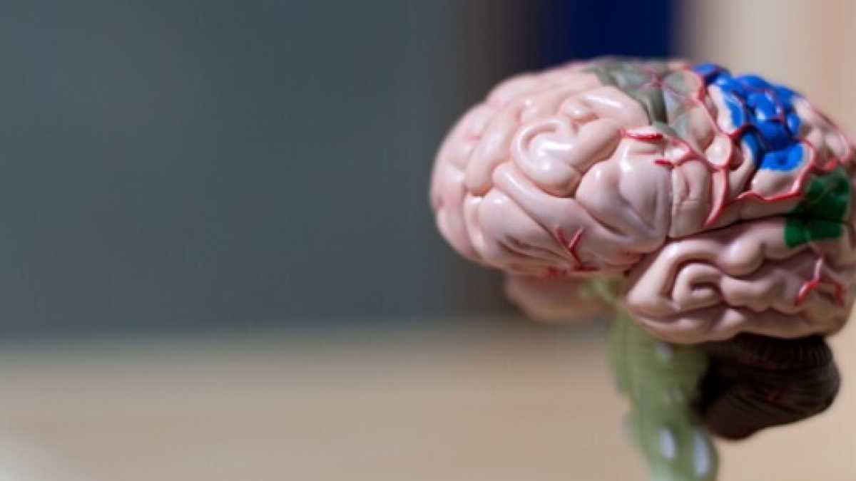 Immagine di Come il nostro cervello costruisce le parole