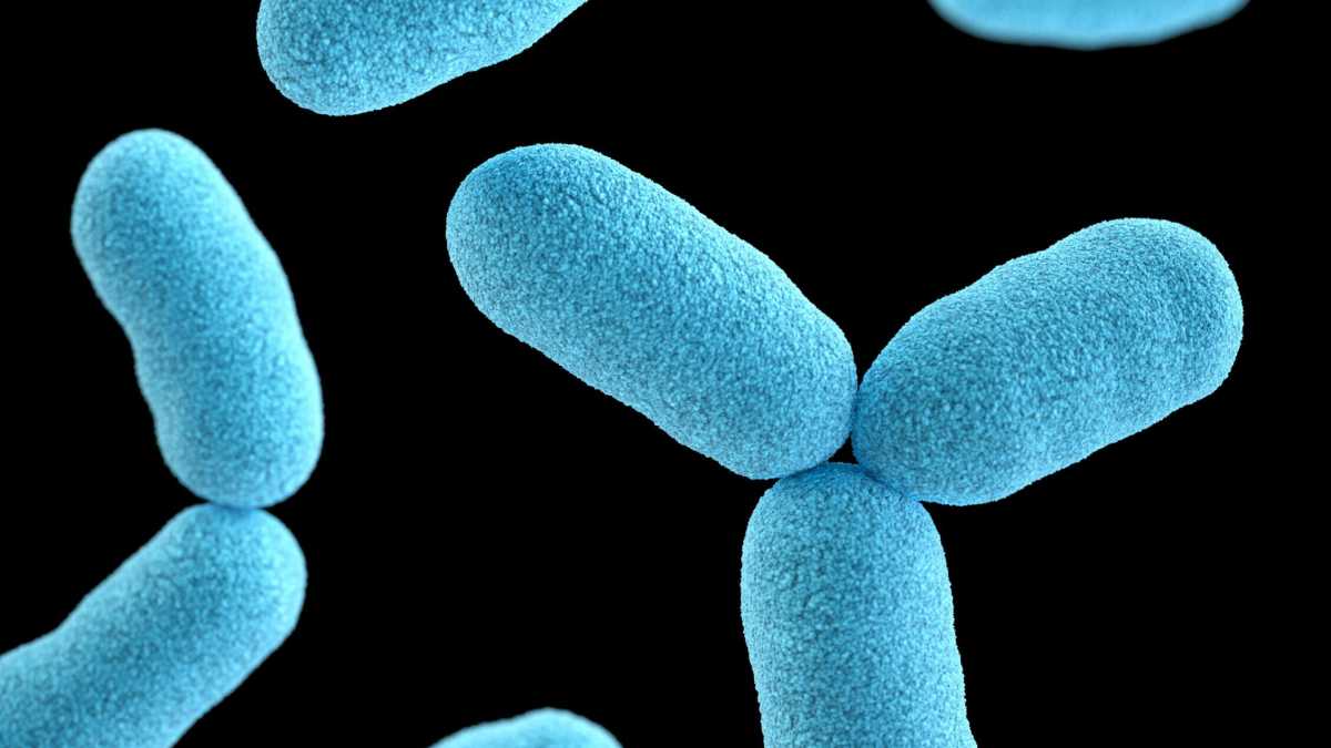 Immagine di Ecco altri Ogm trovati in natura