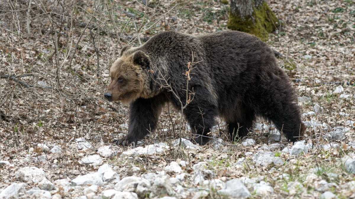 Immagine di La stupida gogna animalista contro Fugatti per l’uccisione dell’orso M90