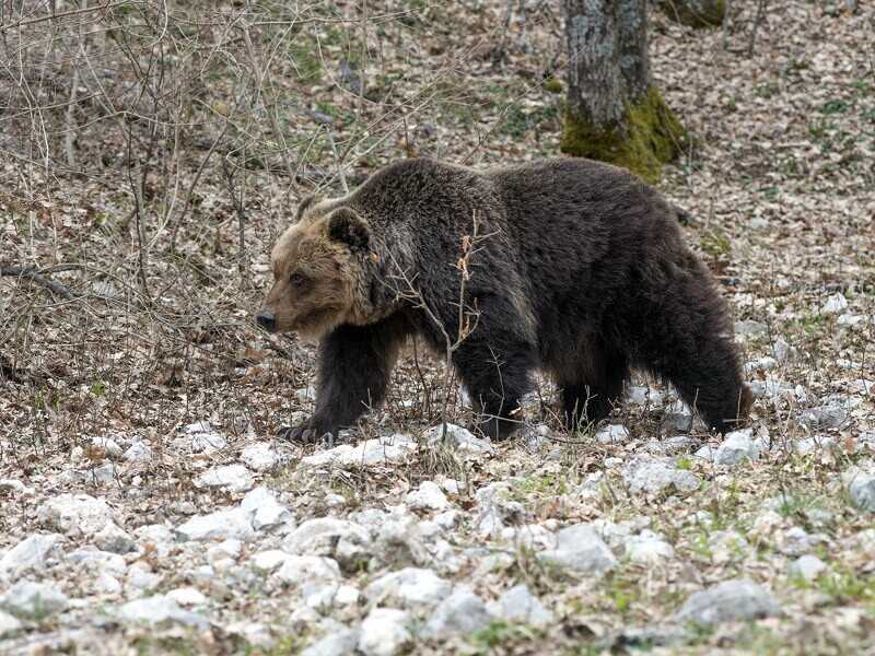 La stupida gogna animalista contro Fugatti per l’uccisione dell’orso M90